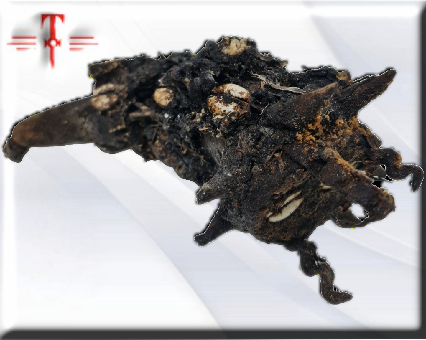 Olugbohun-Kraftfetisch, afrikanisches Amulett, Geheimnisse von Vodun