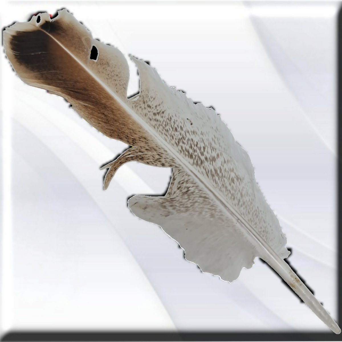 pluma aguililla