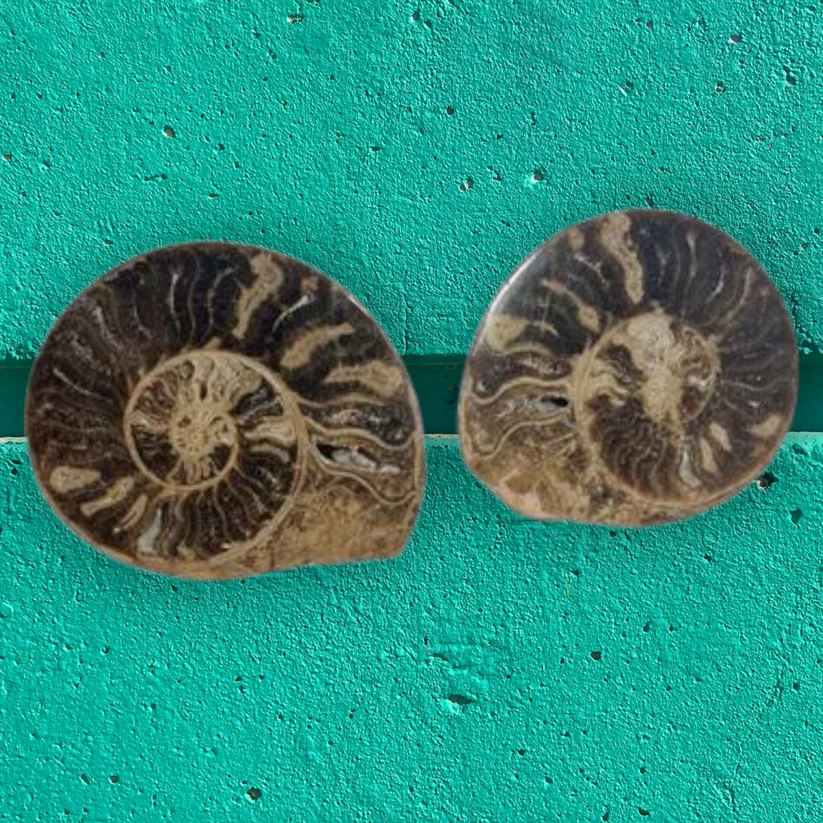 Pareja de ammonites